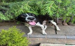 Mixed Breed dogs for adoption: Sergio the rescue dog sweetheart, in Liverpool - Image 1