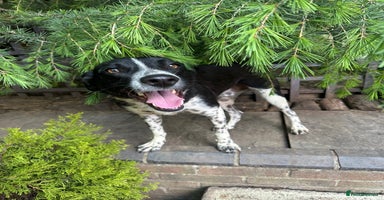 Mixed Breed dogs - Advert 1