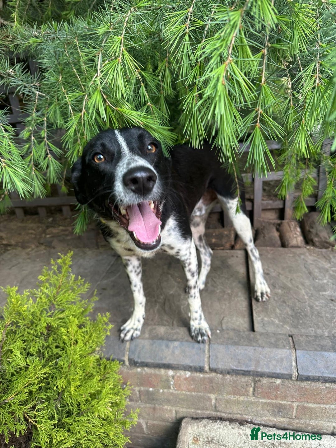 Mixed Breed dogs for adoption: Sergio the rescue dog sweetheart, in Liverpool - Image 1