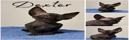 Sphynx cats for sale: Canadian Sphynx TICA REG  - Advert 8