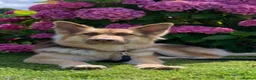 German Shepherd dogs for sale: KC reg Chunky bold liver bitch puppies  - Advert 8