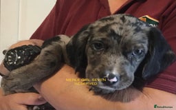 Cockerdor dogs for sale: Superb Quality Cockador Puppies, SHROPSHIRE  - Image 14