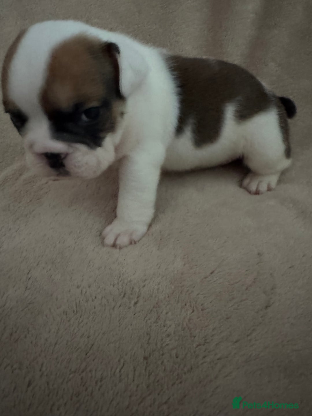 English Bulldog dogs for sale: KC Registered English Bulldog Puppies - Image 21