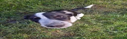 Border Collie dogs for sale: 4 month old border collie girl - Advert 5
