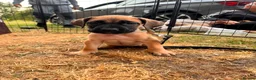 Presa Canario dogs for sale: Presa Canario Puppies Availale  - Advert 7