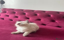 Ragdoll cats for sale: Cute ragdoll🌹🤎 - Image 4