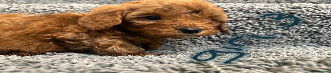 Cavapoo Puppy 8
