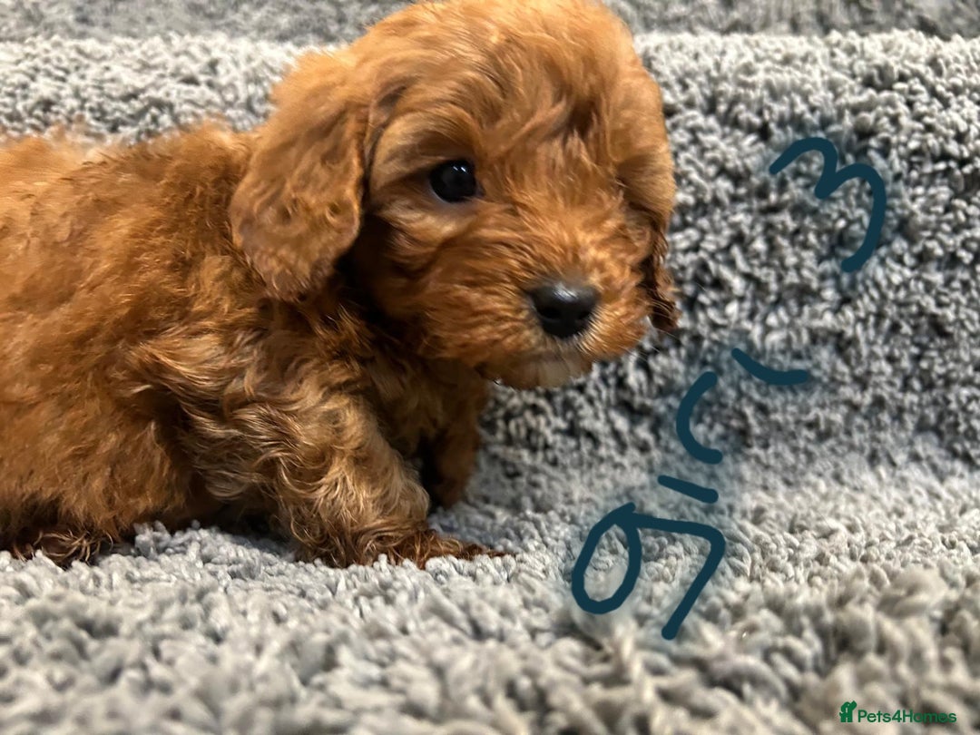 Cavapoo dogs for sale: Cavapoo puppies 🐶 FULLY HEALTH TESTED✅️  - Image 13