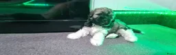 Shihpoo dogs for sale: Stunning shihpoo puppies - Advert 27