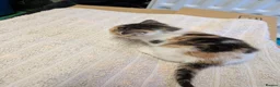 Mixed Breed cats for sale: 4 beautiful kittens for sale  - Advert 5