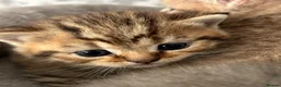 British Shorthair cats for sale: Gorgeous British shorthair kittens  - Advert 7