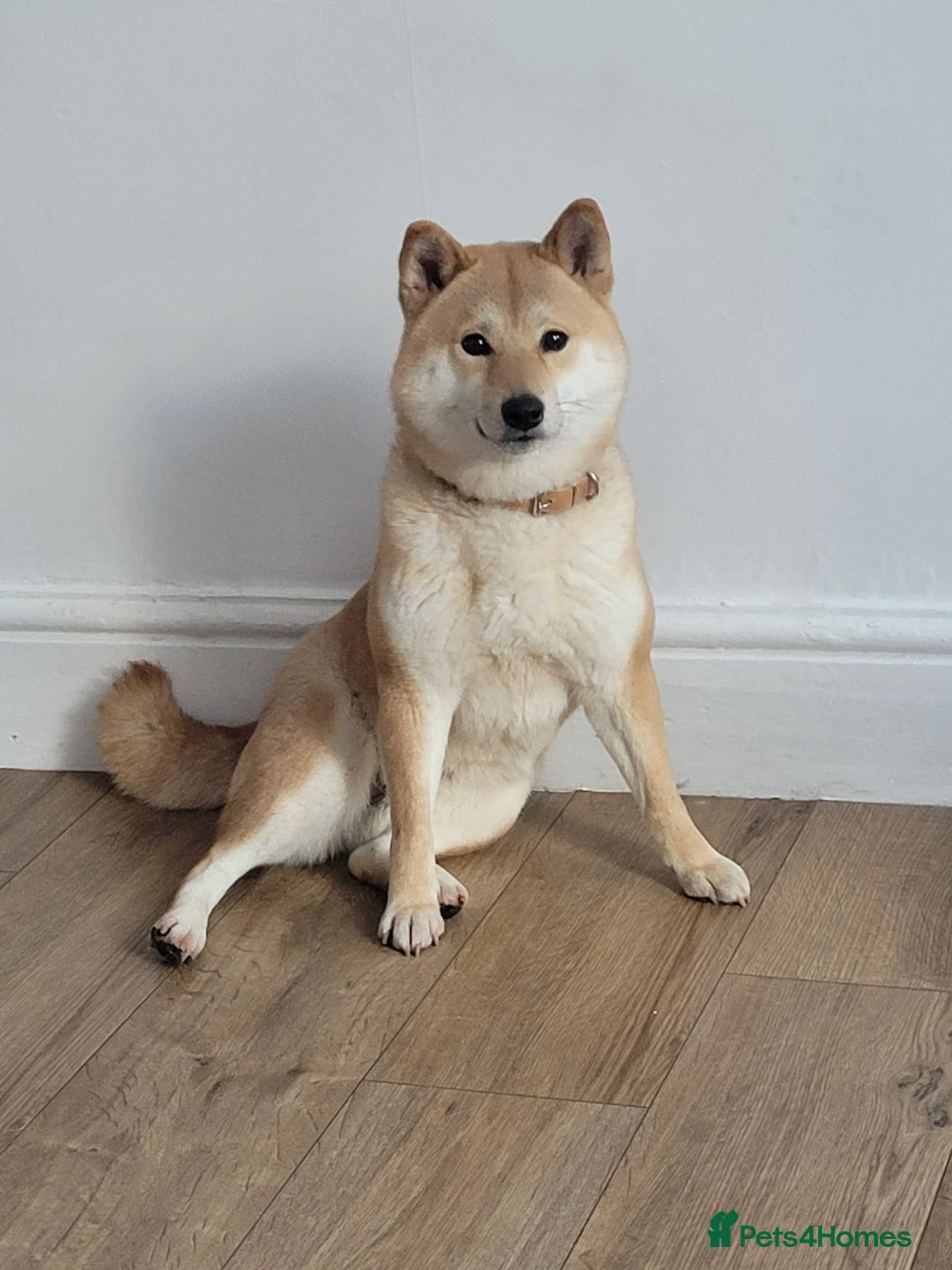 Japanese Shiba Inu dogs for sale: Shiba inu girl - Advert 1
