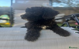 Sheepadoodle dogs for sale: Mini Sheepadoodle reduced **2 remaining  - Image 25