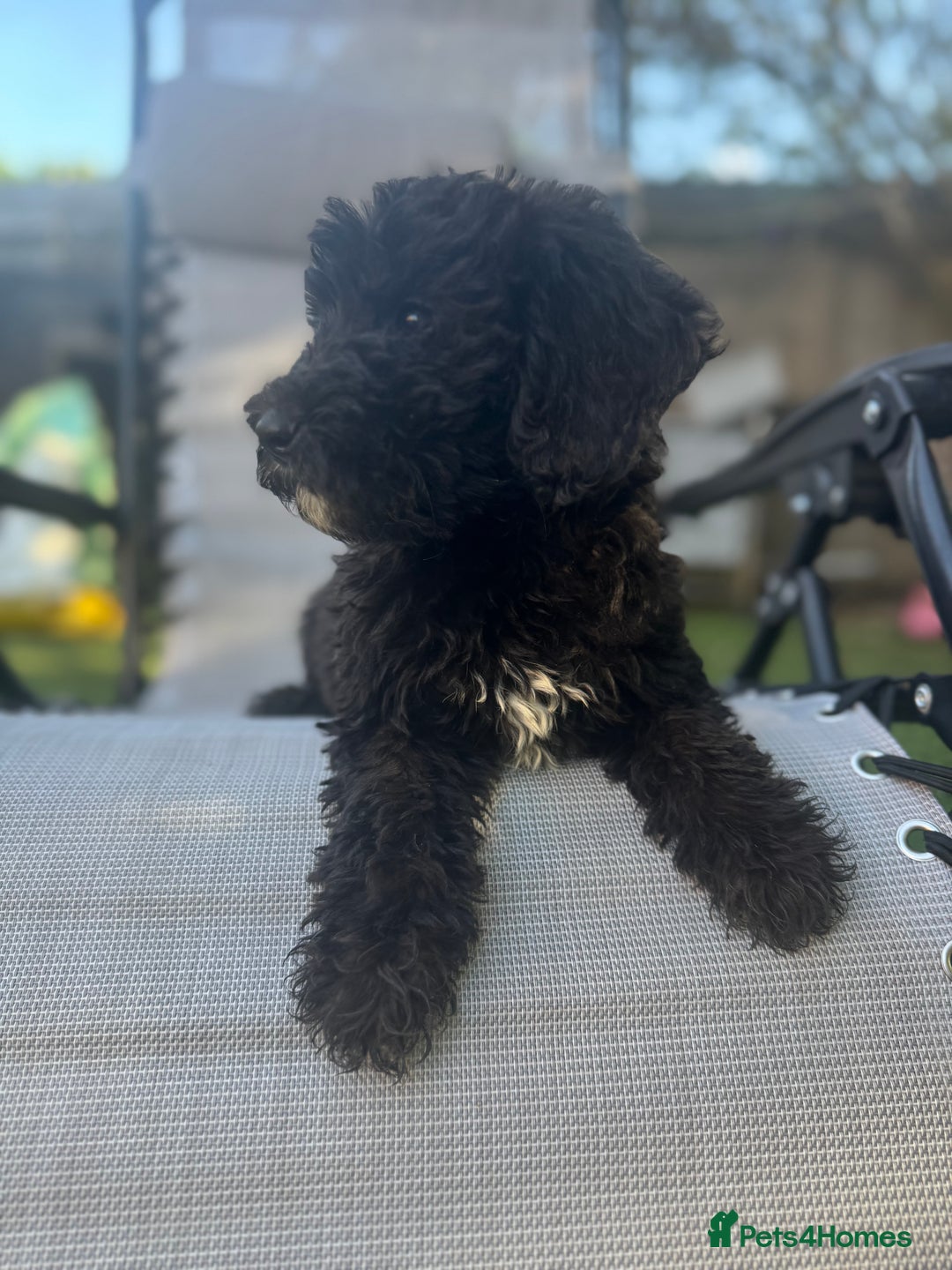 Sheepadoodle dogs for sale: Mini Sheepadoodle reduced **2 remaining  - Image 25