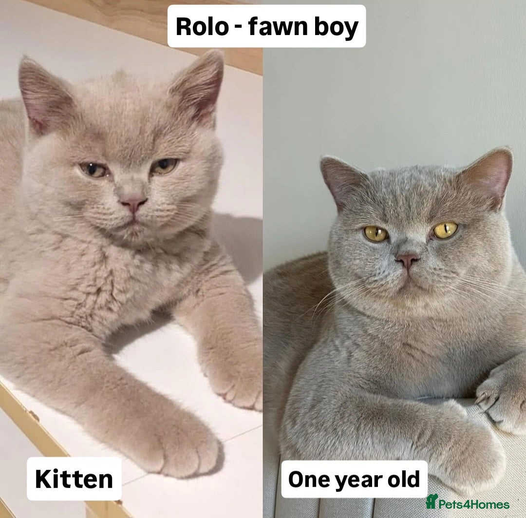 British Shorthair cats for sale: Multicolour GCCF Registered BSH kittens - Advert 18