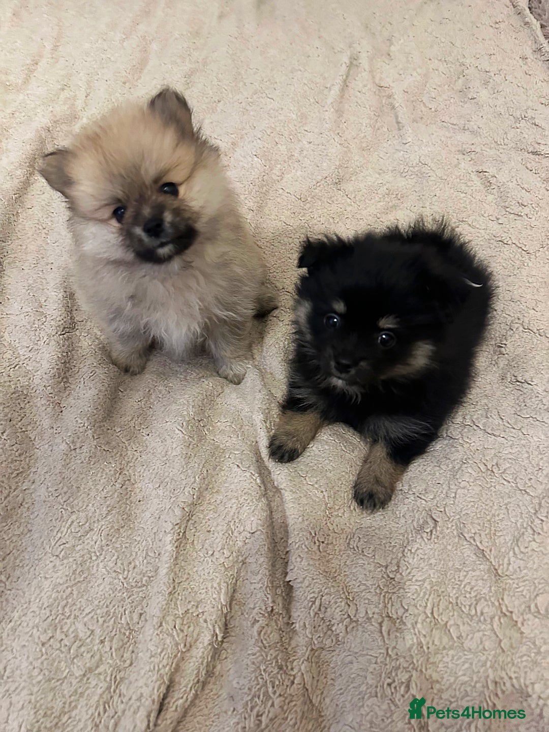 Pomeranian dogs for sale: Pomeranian puppy’s for sale - Advert 4