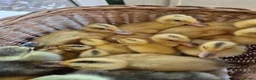 Ducks poultry for sale: Miniature silver appleyard duckling  - Advert 5