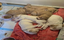 Cocker Spaniel dogs for sale: Cocker spaniel pups - Image 10