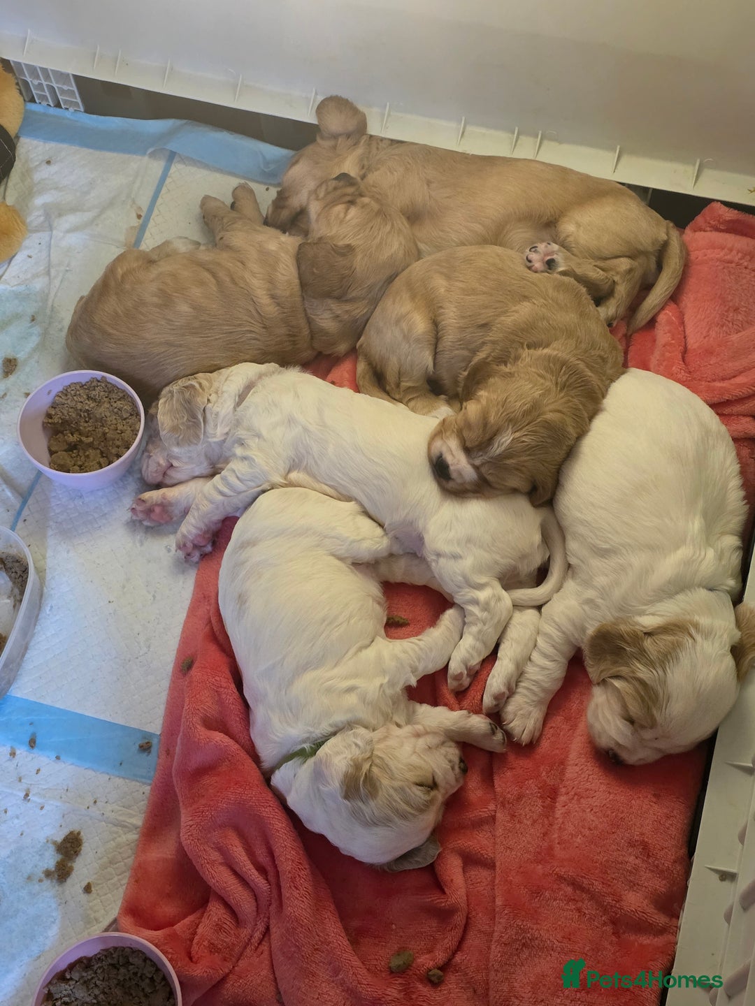 Cocker Spaniel dogs for sale: Cocker spaniel pups - Image 10