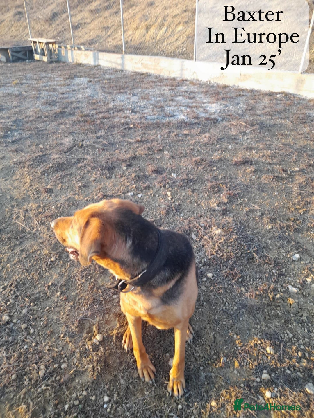 Mixed Breed dogs for adoption: Baxter, 5 yrs old boy. Available for adoption. - Image 9