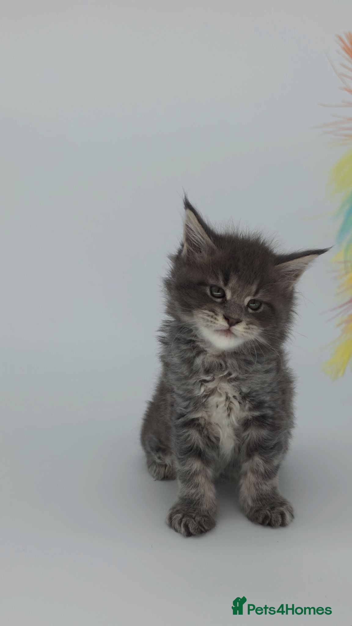 Maine Coon cats AVAILABLE NOW Tica beautiful big Maine Coons boys  - Advert 2