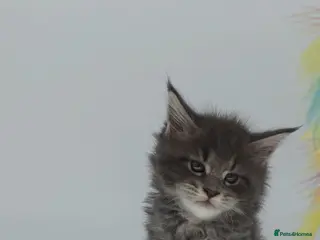 Maine Coon cats AVAILABLE NOW Tica beautiful big Maine Coons boys - Advert 2