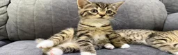 Mixed Breed cats for sale: 🐾 Beautiful Half British Shorthair Kittens 🐾 in Solihull - Advert 8