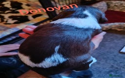 English Springer Spaniel dogs for sale: Working bred KC English Springer Spaniels puppies  - Image 21
