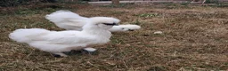Chickens poultry for sale: Silkies black and white in Woodbridge - Advert 5