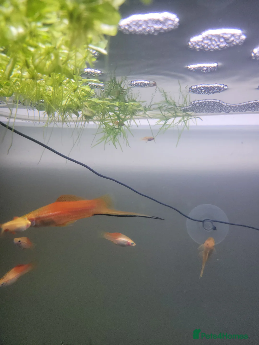 Swordtails fish for sale: Swordtails pairs, baby plecos an baby mollys  - Advert 4