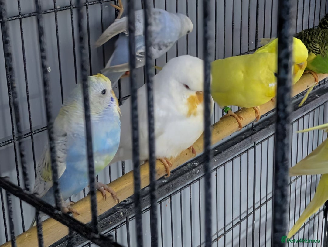 Budgerigars birds for sale: Albino Budgies White and Yellow Colours - Advert 7