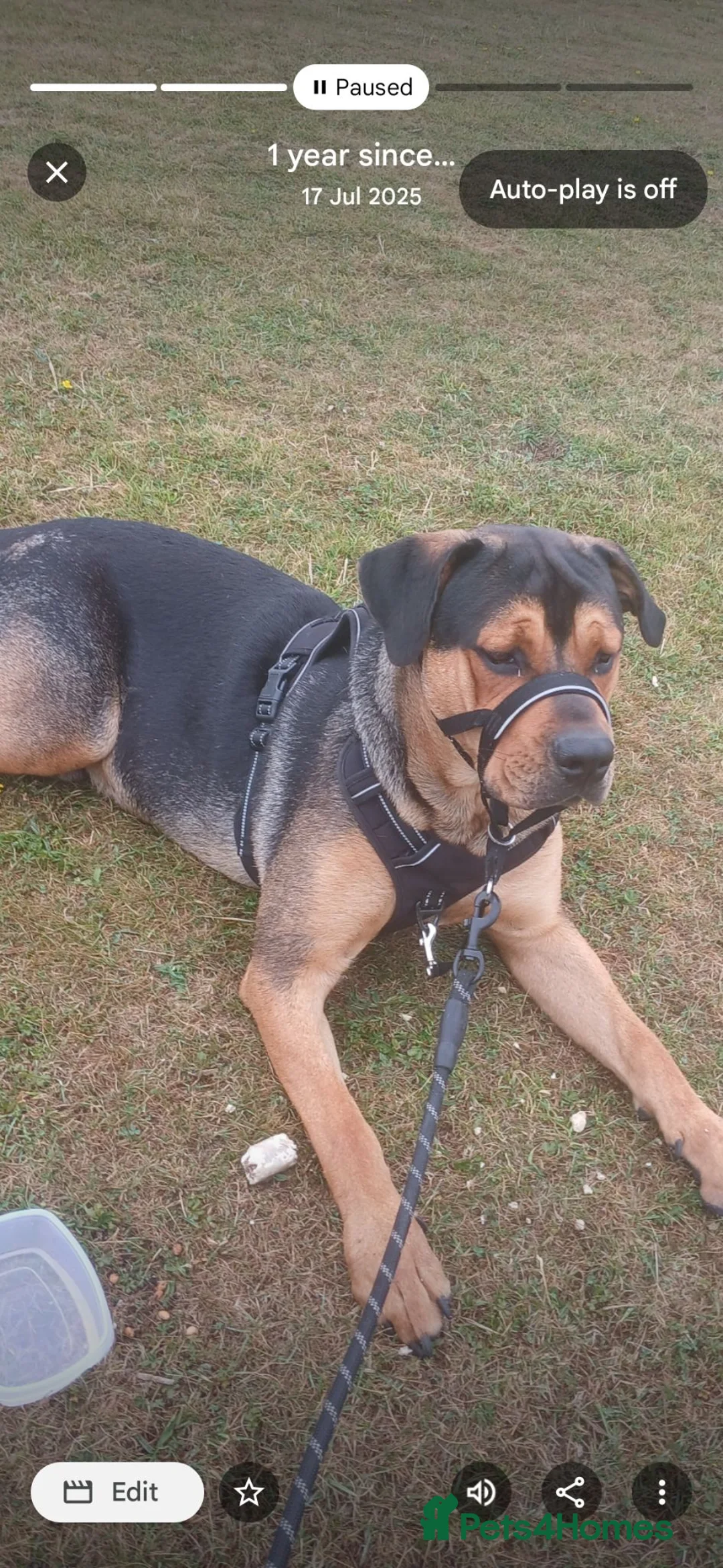 Mixed Breed dogs for sale: Rehoming - Advert 1