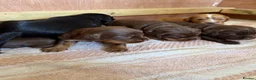 Cocker Spaniel dogs for sale: Stunning pedigree working cocker spaniel puppies  - Advert 3