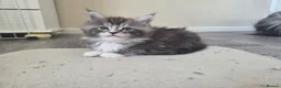 Maine Coon cats for sale: Outstanding Quality Tica shaded line kittens - Advert 4