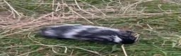 Guinea Pig rodents for sale: Beautiful guinea pigs  - Advert 9