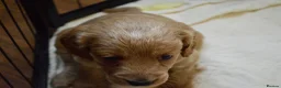 Cockapoo dogs for sale: Cockapoo Puppies - 3 Boys & 3 Girls in Benfleet - Advert 18