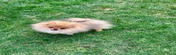 Pomeranian dogs for sale: 🐻Tiny boy 1kg at 4 months🔥Championship  - Advert 4