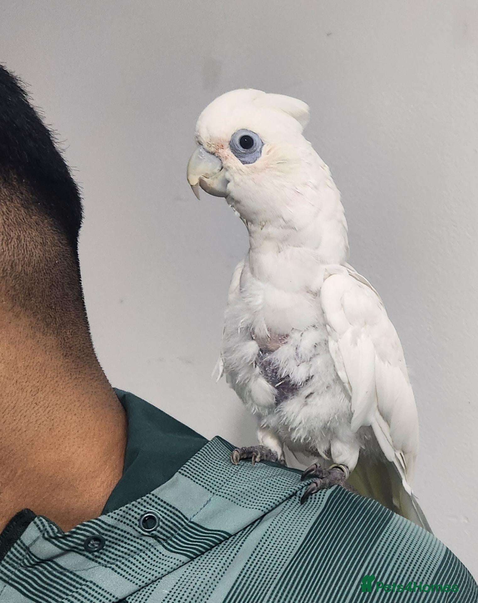 Cockatoo birds Tame Beareyed cockatoo - Advert 2