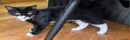American Shorthair cats for sale: Female  in Manchester - Advert 7
