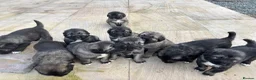 Caucasian Shepherd Dog dogs for sale: Caucasian shepherd pups. Final litter - Advert 3