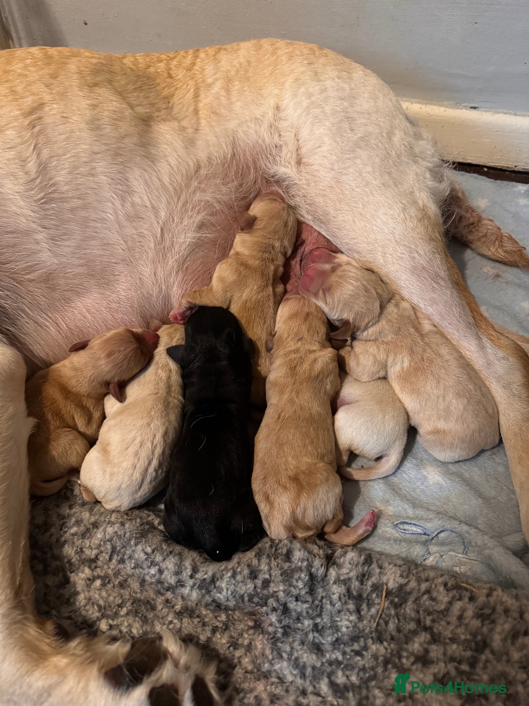 Labrador Retriever dogs for sale: ❤️❤️beautiful Labrador Pups ❤️❤️🔥 - Image 6
