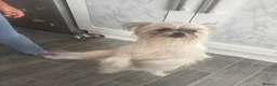 Shih Tzu dogs for sale: Props - Advert 9