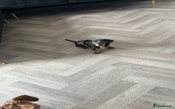 Miniature Dachshund dogs for sale: Two girl dashhounds  - Image 6