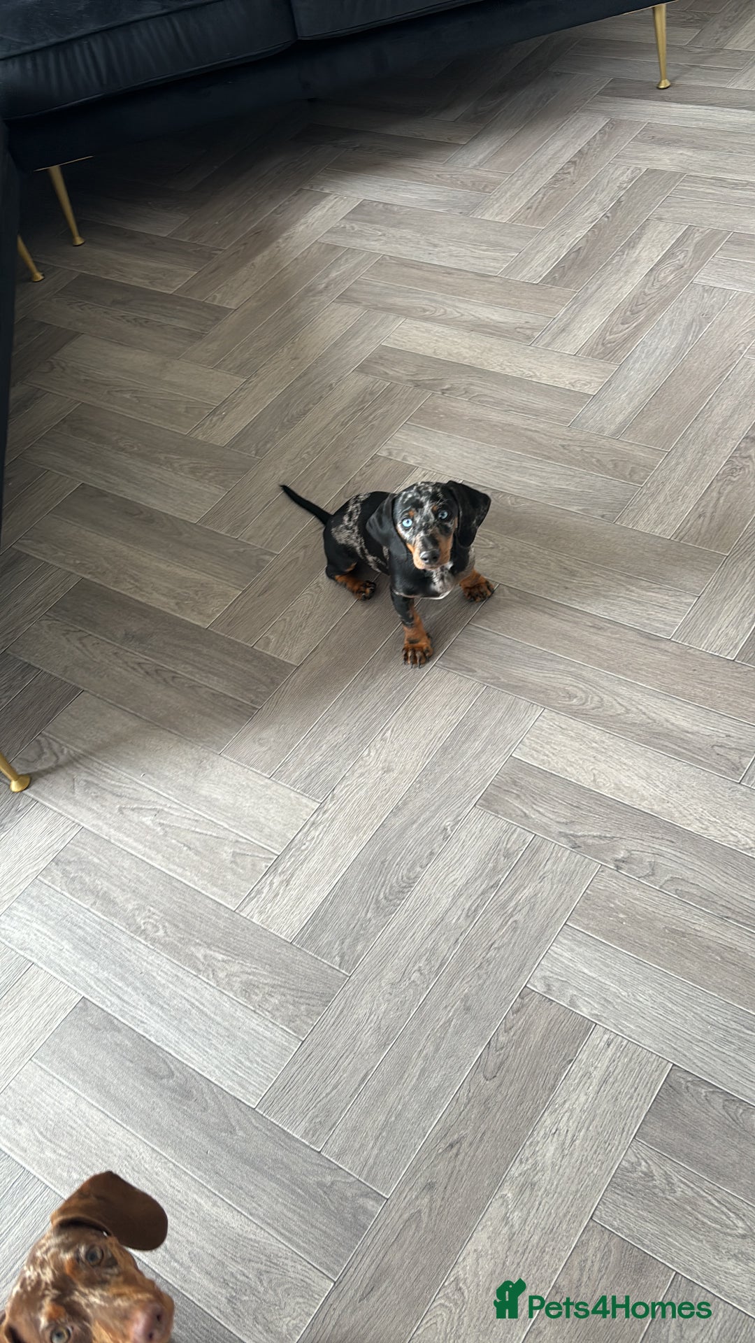 Miniature Dachshund dogs for sale: Two girl dashhounds  - Image 6