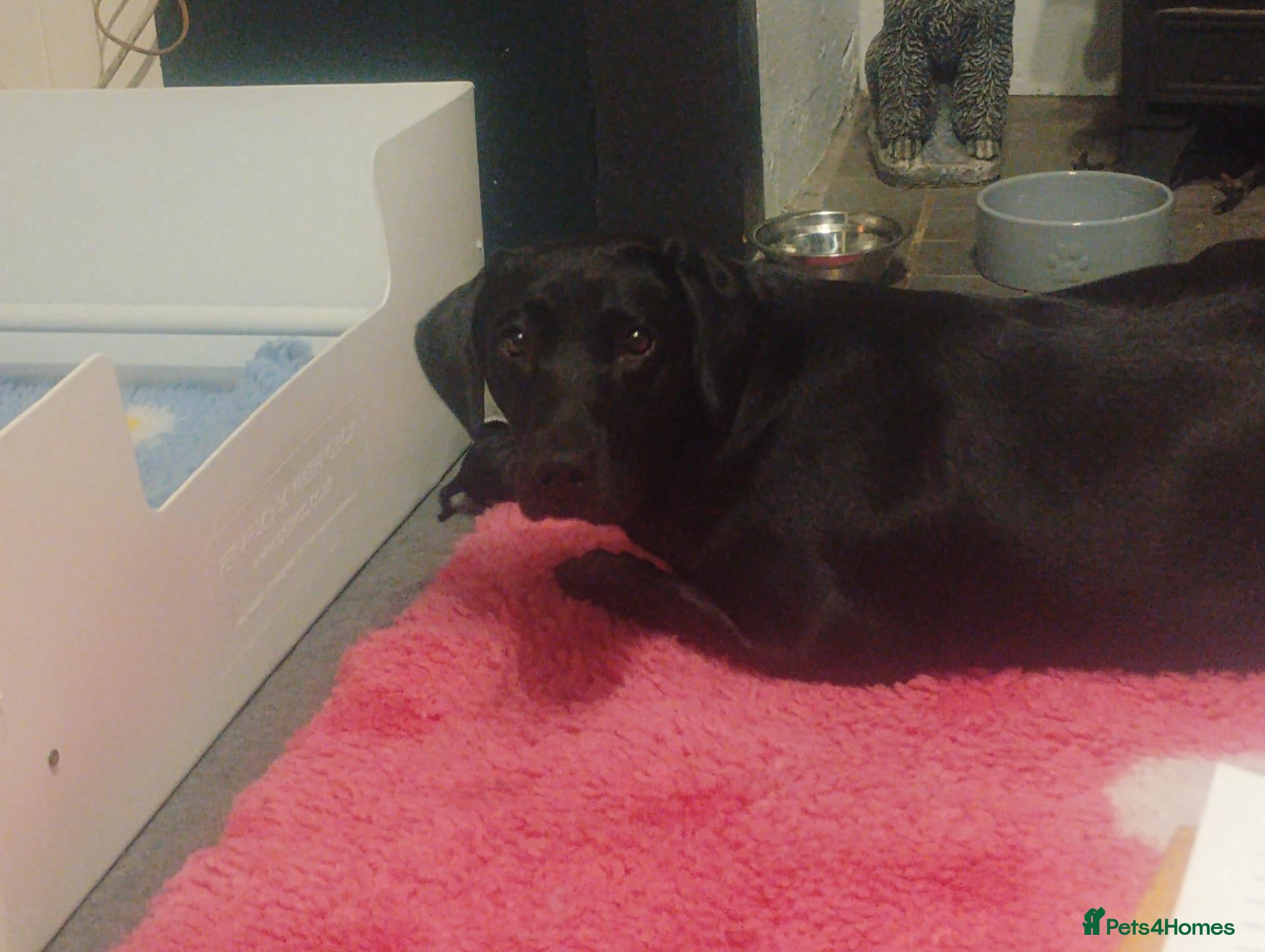 Labrador Retriever dogs for sale: 🥰RKC LABRADOR PUPPIES FULLY TESTED PARENTS  - Advert 2