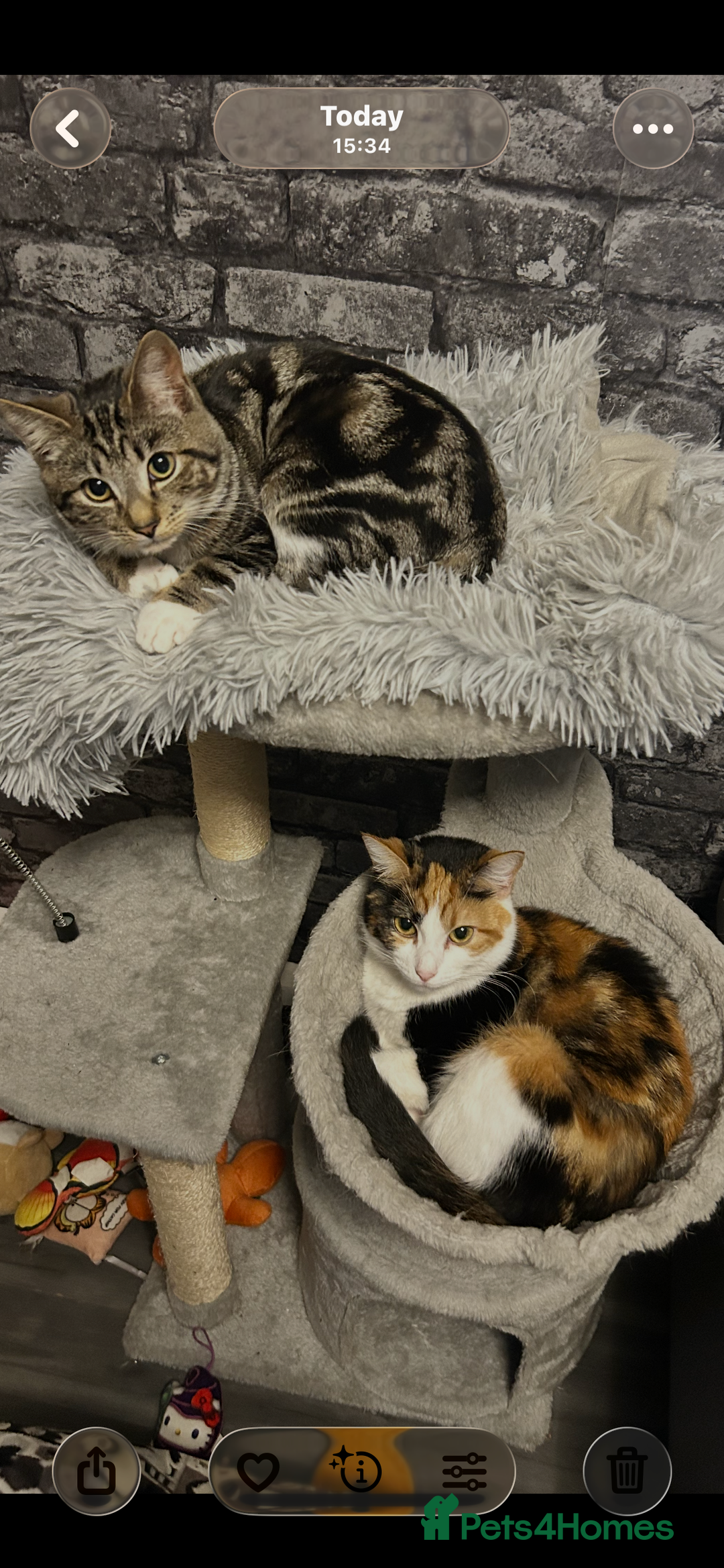 Domestic Shorthair cats for sale: 2 beautiful female cats needing new loving homes  - Advert 10