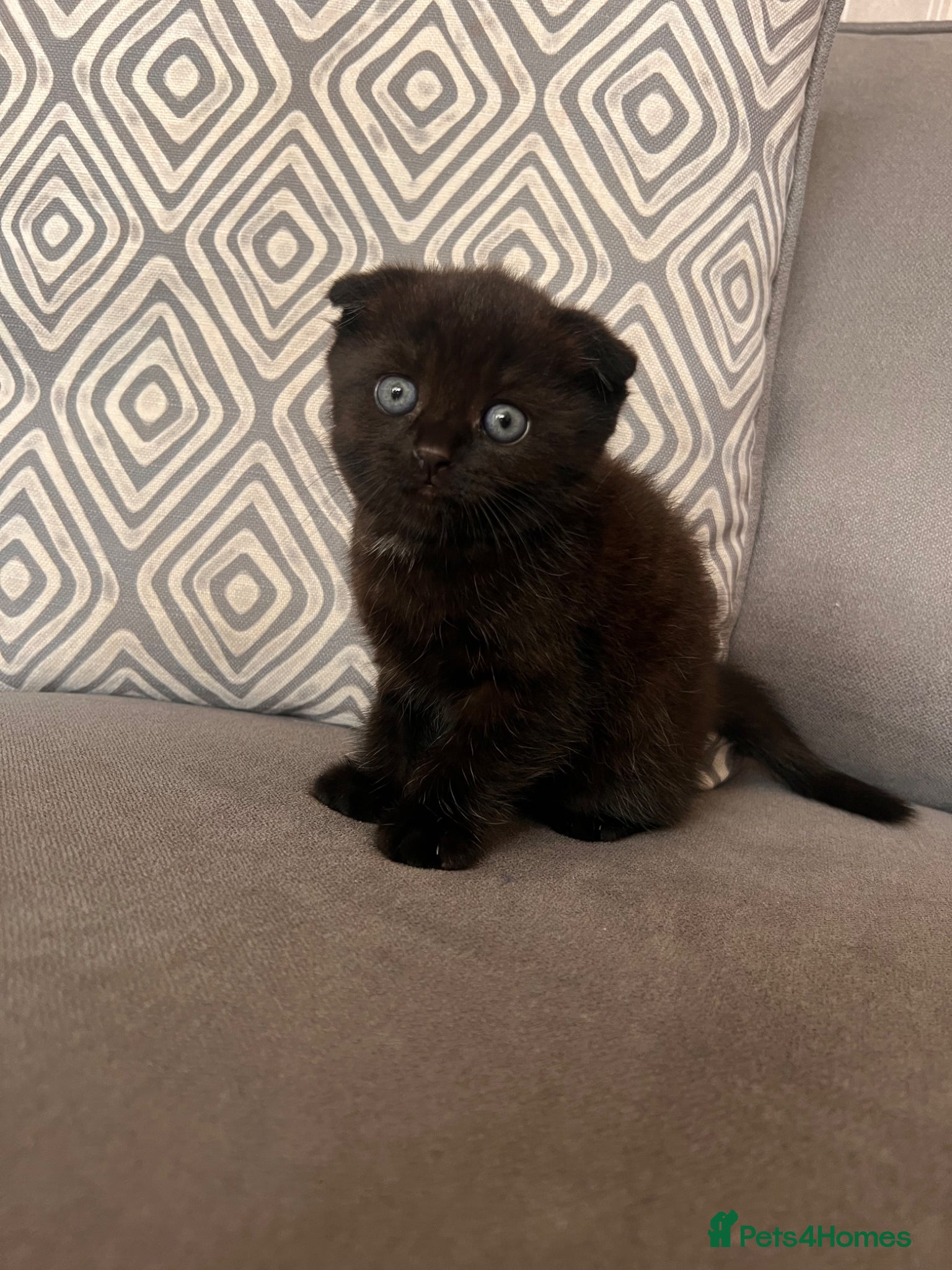 Scottish Fold cats for sale: Scottish and brittish kittens in Wigston - Advert 39
