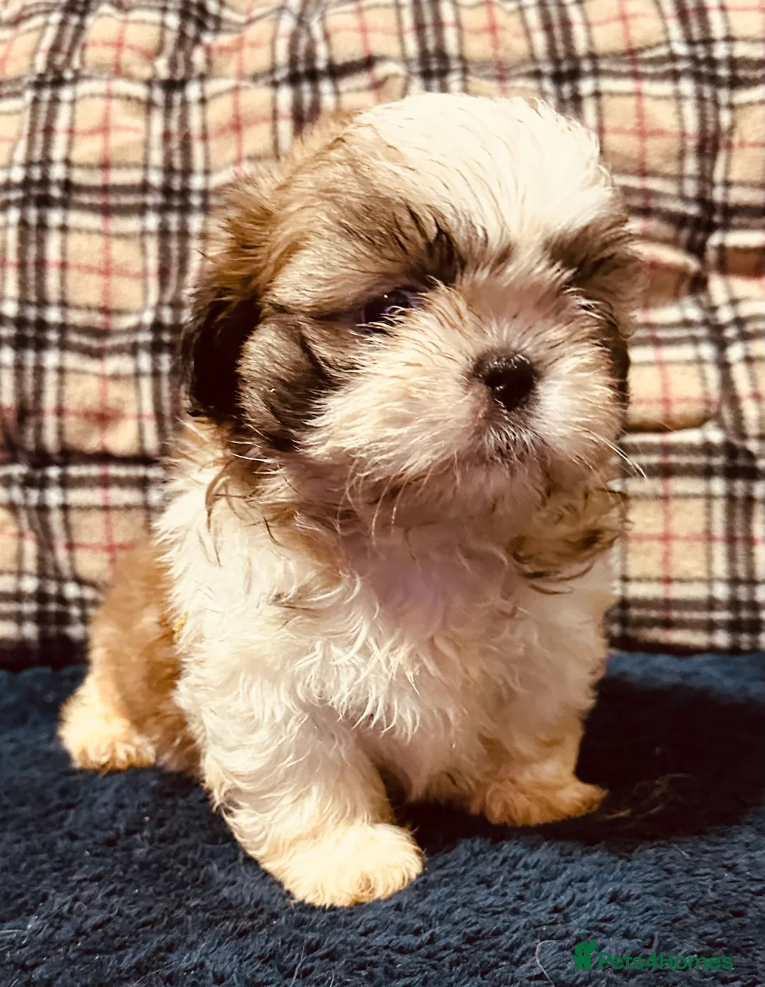 Shih Tzu dogs for sale: Shih tzu puppies ready to go  - Advert 15