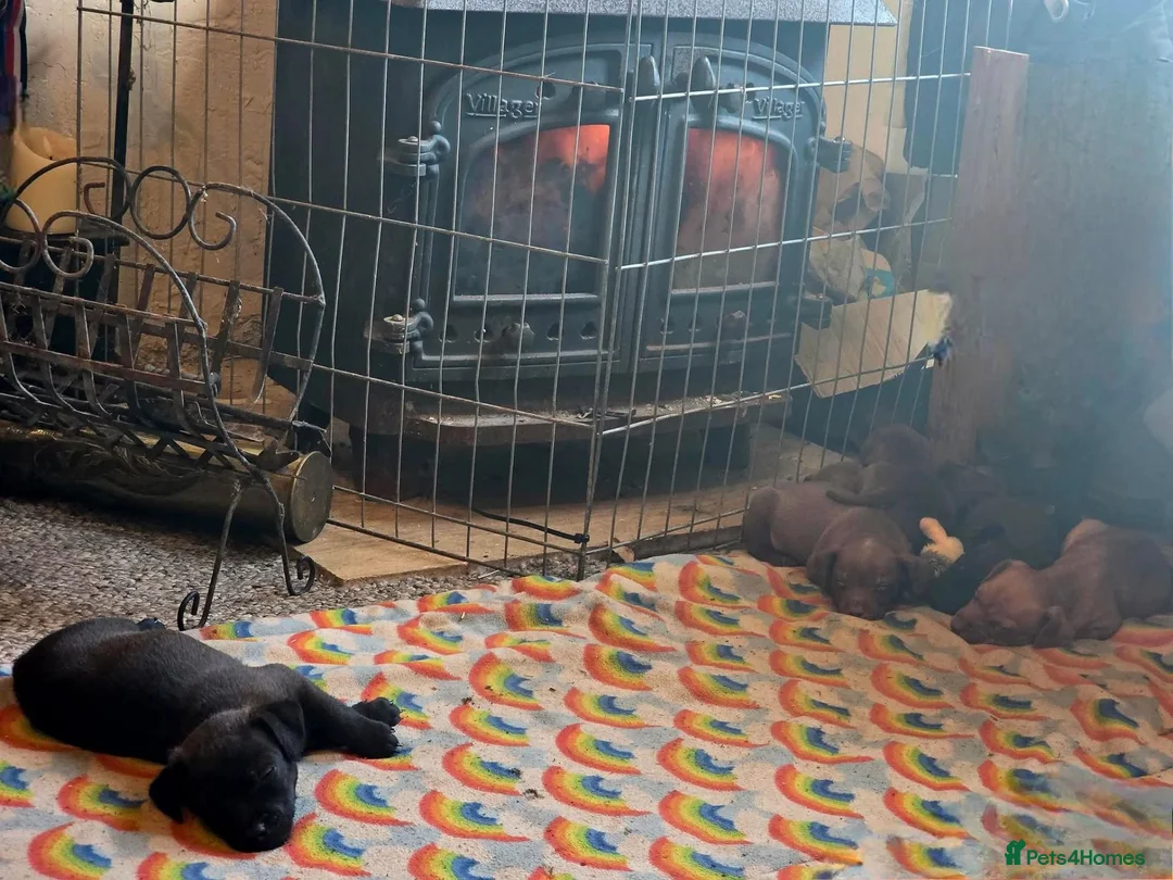Mixed Breed dogs for sale: Stunning 3/4 patterdale, 1/4 border terrier pups.  - Advert 2
