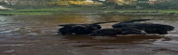 Labrador Retriever dogs for sale: X1 female Labrador puppy for sale in Stirling - Advert 7